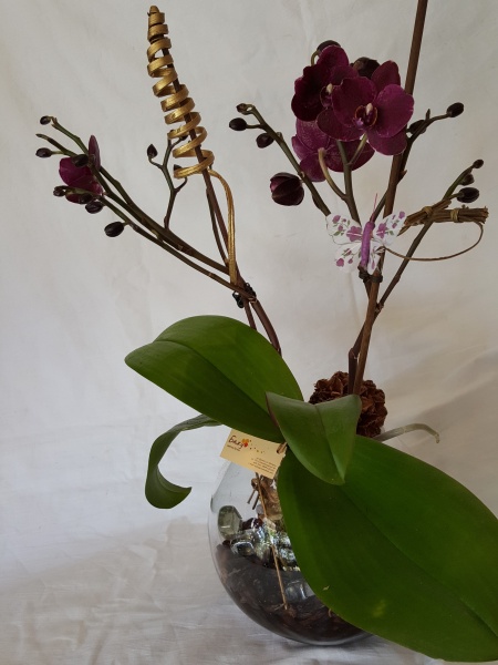 Orchid in a glass container and butterfly